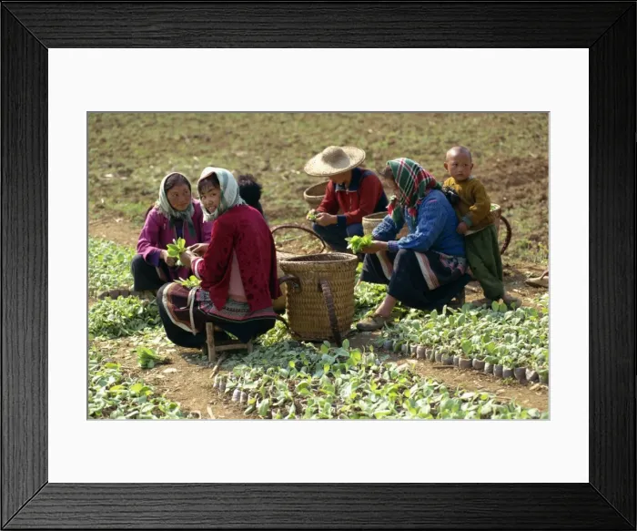 Framed Print : Group of Miao women potting tobacco plants at Longliw in Guangxi, China, Asia Framed Print : Group of Miao women potting tobacco plants at Longliw in Guangxi, China, Asia
