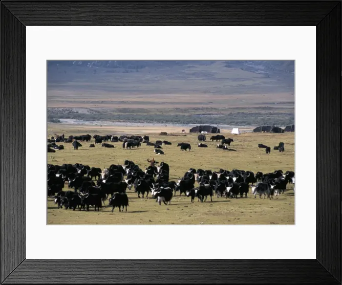 Framed Print : Yaks on Tibetan pastures at 4000m, Sichuan Province, China, Asia Framed Print : Yaks on Tibetan pastures at 4000m, Sichuan Province, China, Asia