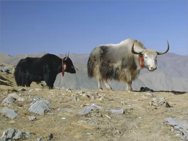 Two yaks in the mountains, Tibet, China