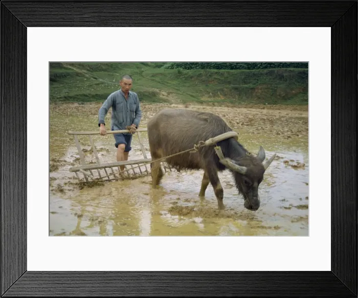 Framed Print : Farmer with bullock plough in flooded field at Guilin, China, Asia Framed Print : Farmer with bullock plough in flooded field at Guilin, China, Asia