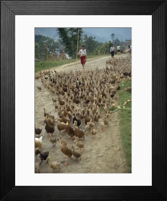 Framed Print : Flock of ducks being driven along a road in Xingwan, Sichuan, China, Asia Framed Print : Flock of ducks being driven along a road in Xingwan, Sichuan, China, Asia