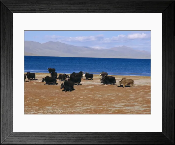 Framed Print : Yak herd on foreshore, sacred lake Manasarovar (Manasarowar), Kailas (Kailash) region Framed Print : Yak herd on foreshore, sacred lake Manasarovar (Manasarowar), Kailas (Kailash) region