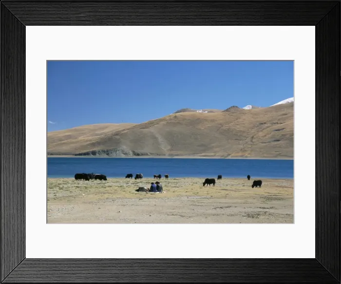 Framed Print : Yaks graze by Yamdrok Lake beside old Lhasa-Shigatse road, Tibet, China, Asia Framed Print : Yaks graze by Yamdrok Lake beside old Lhasa-Shigatse road, Tibet, China, Asia