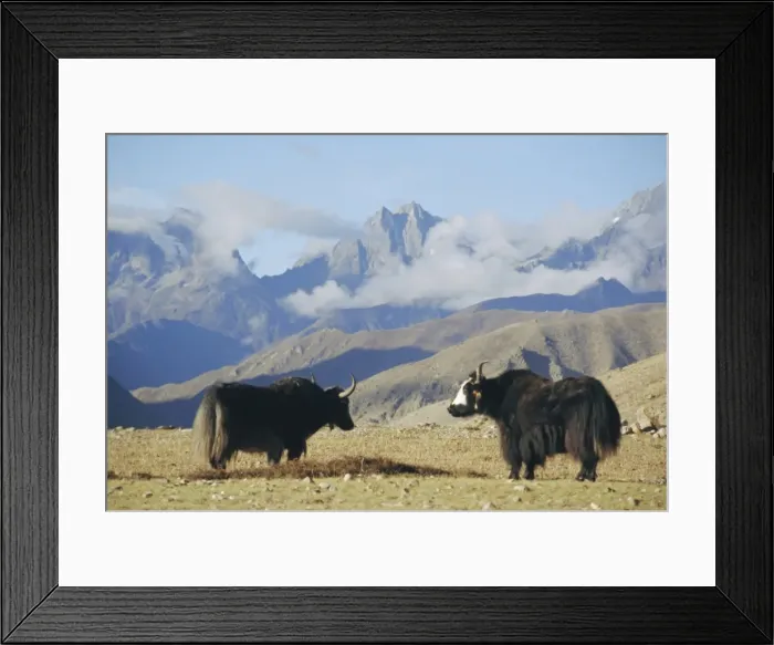 Framed Print : Yaks near Nyalam, Tibet, China, Asia Framed Print : Yaks near Nyalam, Tibet, China, Asia