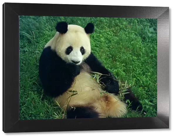 Giant panda, Sichuan Province, China, Asia