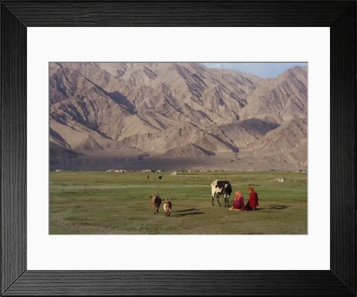 Framed Print : Tadjik girls with cow and goats at Tashkurghan, China, Asia Framed Print : Tadjik girls with cow and goats at Tashkurghan, China, Asia