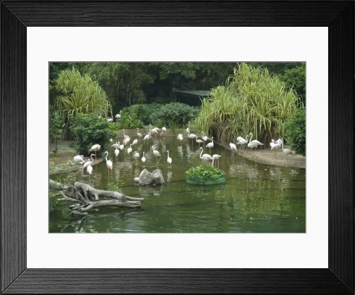 Framed Print : Flamingoes in Kowloon Park, Tsim Sha Tsui, Hong Kong, China, Asia Framed Print : Flamingoes in Kowloon Park, Tsim Sha Tsui, Hong Kong, China, Asia