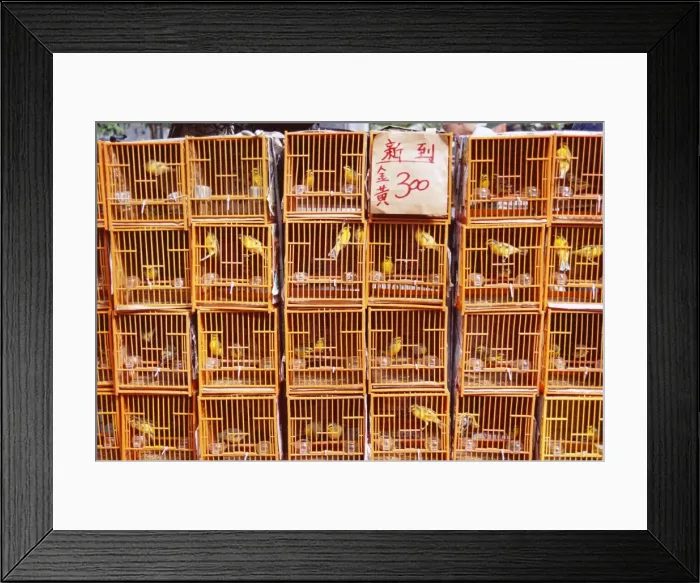 Framed Print : Caged birds for sale, Yuen Po Street, Bird Garden, Mong Kok, Kowloon, Hong Kong Framed Print : Caged birds for sale, Yuen Po Street, Bird Garden, Mong Kok, Kowloon, Hong Kong
