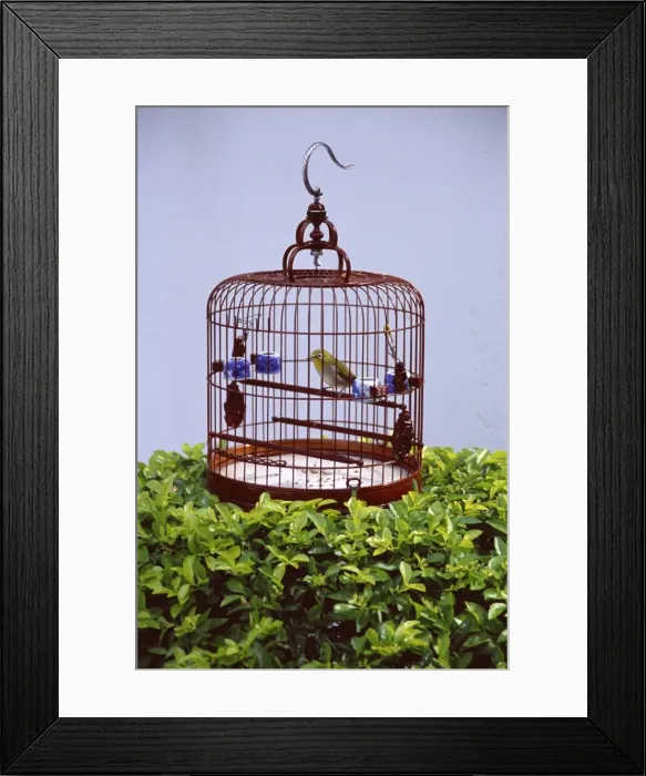 Framed Print : Bird in a cage, Yuen Po Bird Garden, Mong Kok, Kowloon, Hong Kong, China, Asia