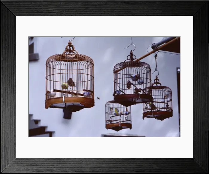 Framed Print : Caged birds for sale, Yuen Po Street Bird Garden, Mong Kok, Kowloon, Hong Kong Framed Print : Caged birds for sale, Yuen Po Street Bird Garden, Mong Kok, Kowloon, Hong Kong