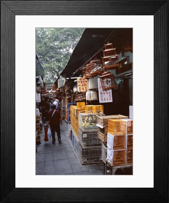 Framed Print : Bird market, Yuen Po Street Bird Garden, Mong Kok, Kowloon, Hong Kong, China, Asia Framed Print : Bird market, Yuen Po Street Bird Garden, Mong Kok, Kowloon, Hong Kong, China, Asia