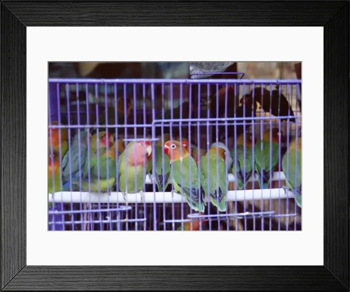 Framed Print : Caged birds, Yuen Po Street Bird Garden, Mong Kok, Kowloon, Hong Kong, China, Asia Framed Print : Caged birds, Yuen Po Street Bird Garden, Mong Kok, Kowloon, Hong Kong, China, Asia