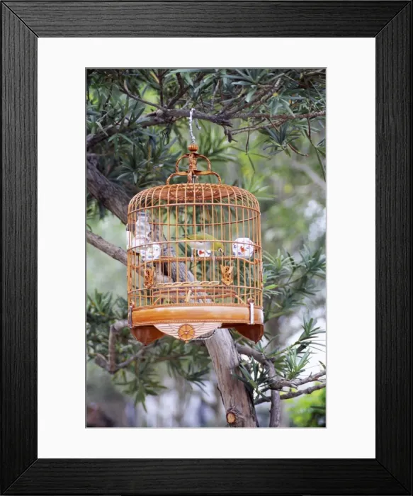 Framed Print : Caged bird, Yuen Po Street Bird Garden, Mong Kok, Kowloon, Hong Kong, China, Asia Framed Print : Caged bird, Yuen Po Street Bird Garden, Mong Kok, Kowloon, Hong Kong, China, Asia