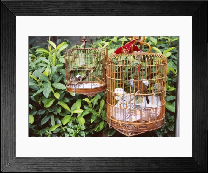 Framed Print : Caged birds, Yuen Po Street Bird Garden, Mong Kok, Kowloon, Hong Kong, China, Asia Framed Print : Caged birds, Yuen Po Street Bird Garden, Mong Kok, Kowloon, Hong Kong, China, Asia