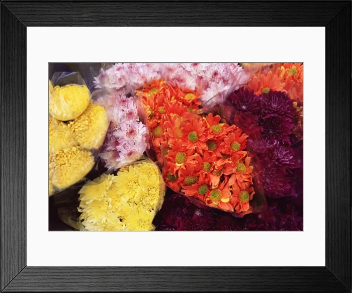Framed Print : Bunches of chrysanthemums, flower market, Mong Kok, Kowloon, Hong Kong, China, Asia Framed Print : Bunches of chrysanthemums, flower market, Mong Kok, Kowloon, Hong Kong, China, Asia