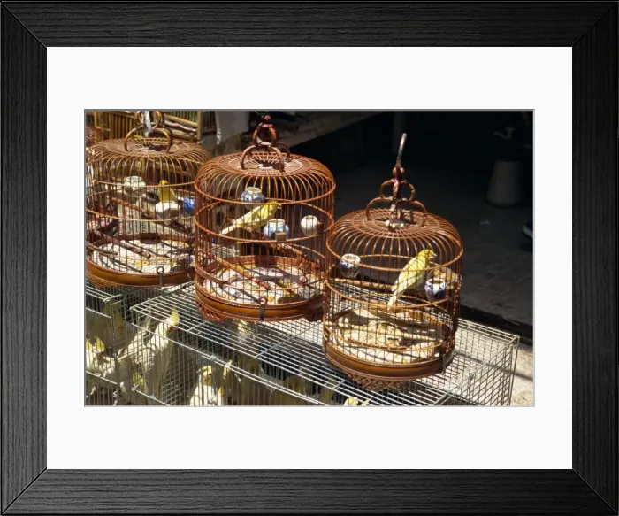 Framed Print : Bird market, Kowloon, Hong Kong, China, Asia
