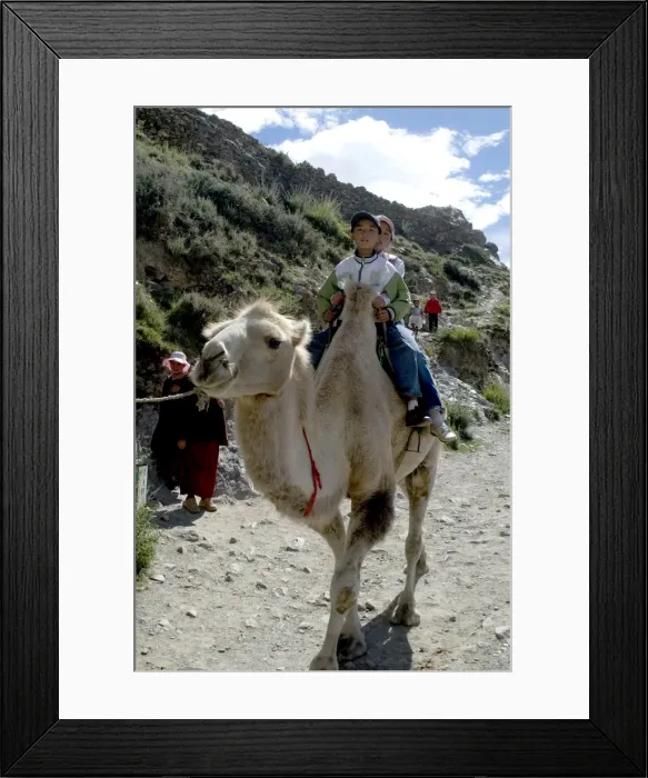 Framed Print : Camel riders, Yumbulagung Castle, Tibet, China, Asia Framed Print : Camel riders, Yumbulagung Castle, Tibet, China, Asia