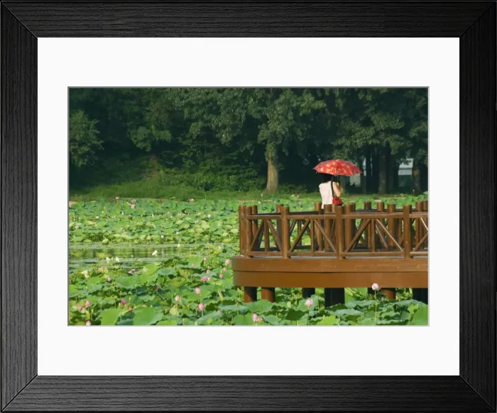 Framed Print : A walkway among lily pads at Yuanmingyuan (Old Summer Palace), Beijing, China, Asia Framed Print : A walkway among lily pads at Yuanmingyuan (Old Summer Palace), Beijing, China, Asia
