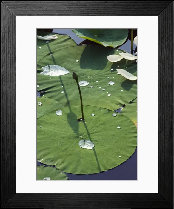 Framed Print : Water liliy at Yuanmingyuan (Old Summer Palace), Beijing, China, Asia Framed Print : Water liliy at Yuanmingyuan (Old Summer Palace), Beijing, China, Asia