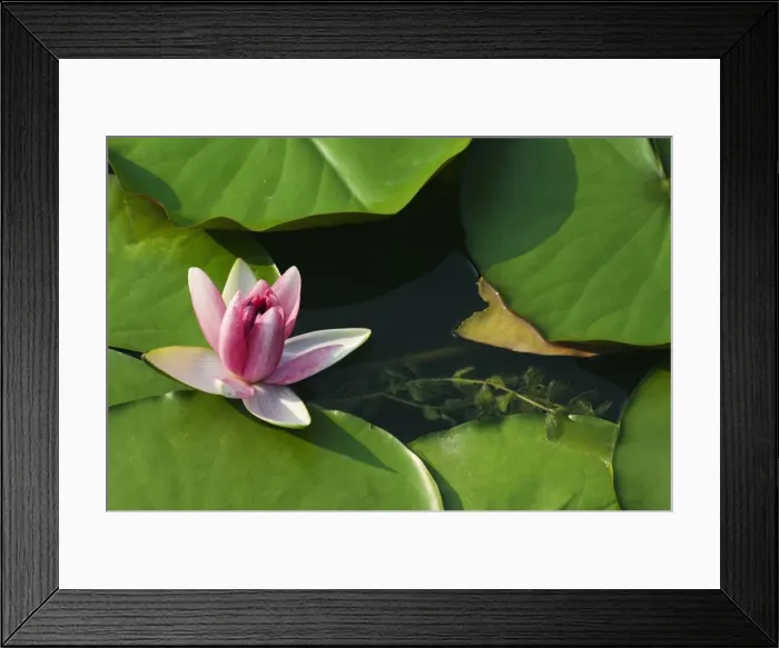 Framed Print : Water liliy at Yuanmingyuan (Old Summer Palace), Beijing China, Asia Framed Print : Water liliy at Yuanmingyuan (Old Summer Palace), Beijing China, Asia