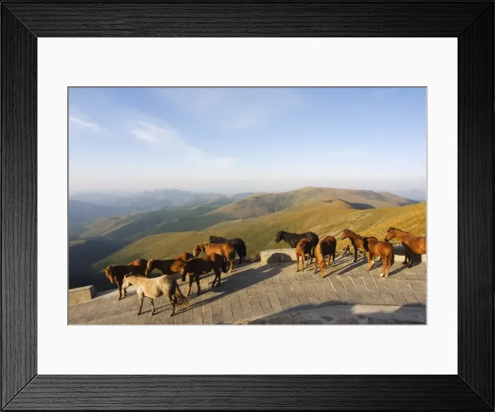Framed Print : Horses roaming free, Wutaishan (Five Terrace Mountain) one of Chinas sacred Buddhist mountain ranges, Shanxi province