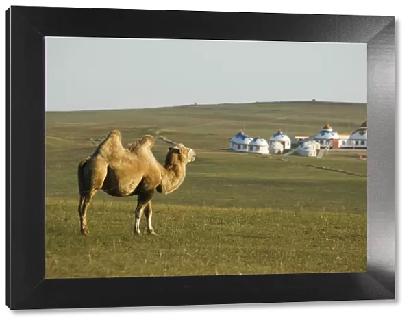 A camel with nomad yurt tents in the distance, Xilamuren grasslands, Inner Mongolia province