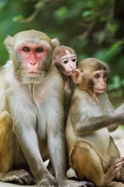 Monkey Island research park, Hainan Province, China, Asia