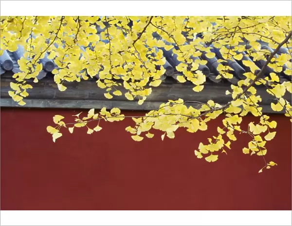 Yellow autumn leaves against a red wall in Ritan Park, Beijing, China, Asia