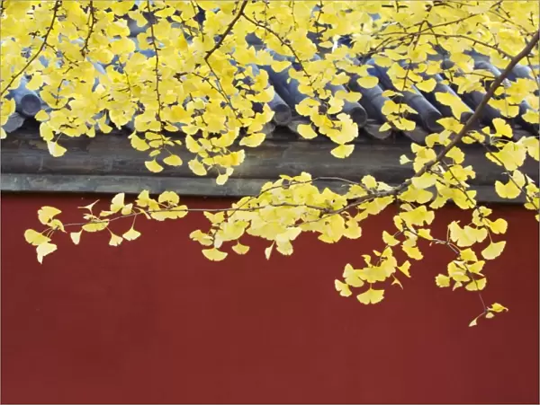 Yellow autumn leaves against a red wall in Ritan Park, Beijing, China, Asia