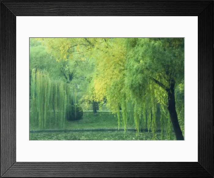 Framed Print : Trees and lake, Purple Bamboo Park, Beijing, China, Asia Framed Print : Trees and lake, Purple Bamboo Park, Beijing, China, Asia