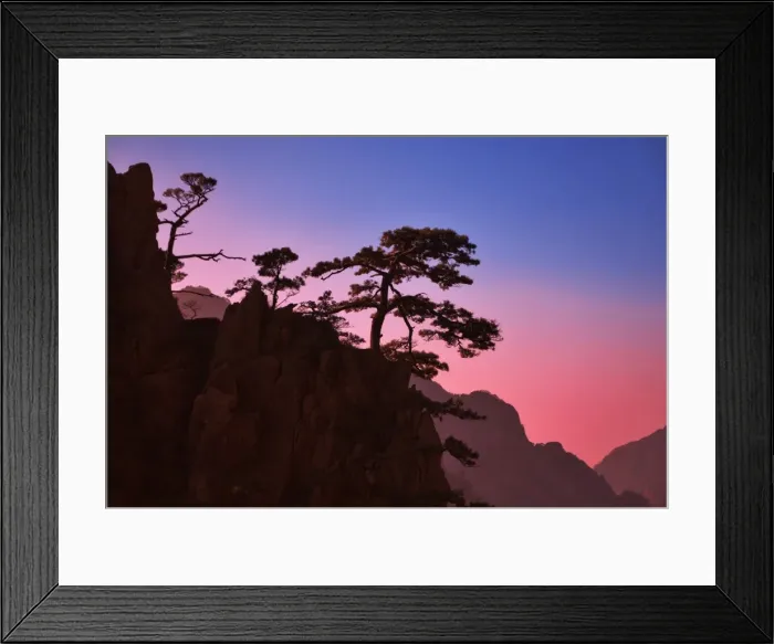 Framed Print : Pine trees, White Cloud scenic area, Huang Shan (Mount Huangshan) (Yellow Mountain) Framed Print : Pine trees, White Cloud scenic area, Huang Shan (Mount Huangshan) (Yellow Mountain)