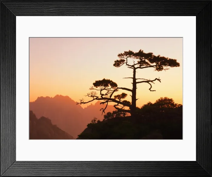 Framed Print : Pine tree, White Cloud scenic area, Huang Shan (Yellow Mountain), UNESCO World Heritage Site Framed Print : Pine tree, White Cloud scenic area, Huang Shan (Yellow Mountain), UNESCO World Heritage Site