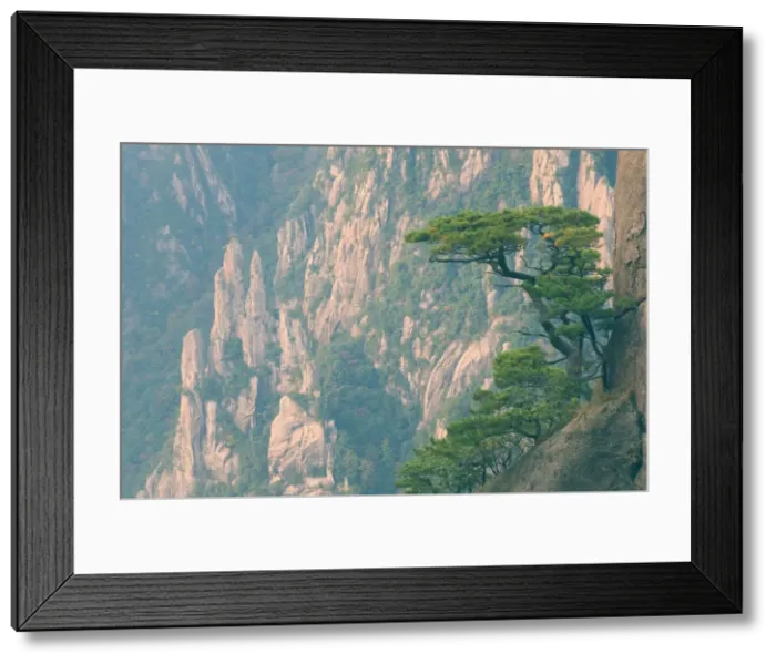 Framed Print : Rocks and pine trees, White Cloud scenic area, Huang Shan (Yellow Mountain) Framed Print : Rocks and pine trees, White Cloud scenic area, Huang Shan (Yellow Mountain)