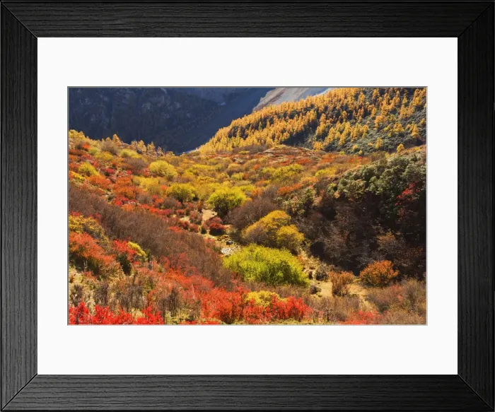 Framed Print : Autumn colours, Yading Nature Reserve, Sichuan Province, China, Asia Framed Print : Autumn colours, Yading Nature Reserve, Sichuan Province, China, Asia