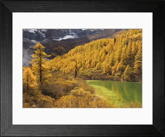 Framed Print : Pearl lake and larches, Yading Nature Reserve, Sichuan Province, China, Asia Framed Print : Pearl lake and larches, Yading Nature Reserve, Sichuan Province, China, Asia