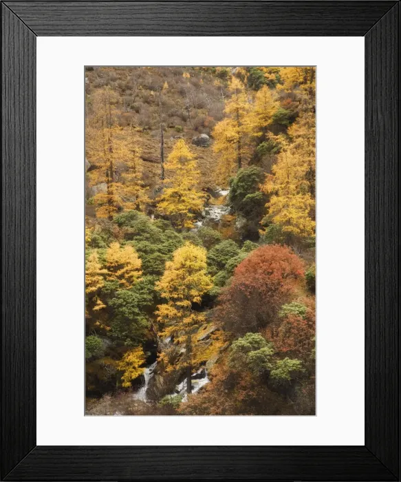 Framed Print : Autumn colors, Yading Nature Reserve, Sichuan Province, China, Asia Framed Print : Autumn colors, Yading Nature Reserve, Sichuan Province, China, Asia