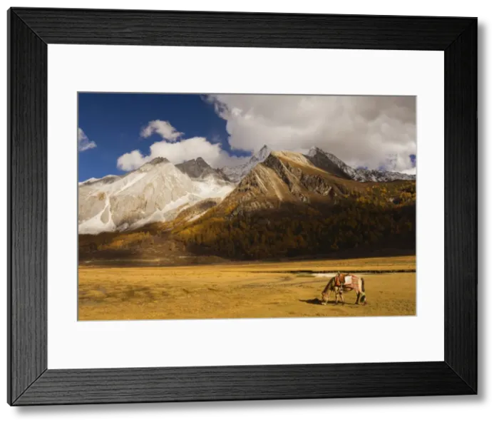 Framed Print : Xiaruoduojio mountain and horse, Yading Nature Reserve, Sichuan Province, China, Asia Framed Print : Xiaruoduojio mountain and horse, Yading Nature Reserve, Sichuan Province, China, Asia