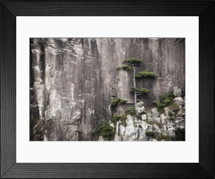 Framed Print : Pine tree, White Cloud Scenic Area, Mount Huangshan (Yellow Mountain), UNESCO World Heritage Site Framed Print : Pine tree, White Cloud Scenic Area, Mount Huangshan (Yellow Mountain), UNESCO World Heritage Site
