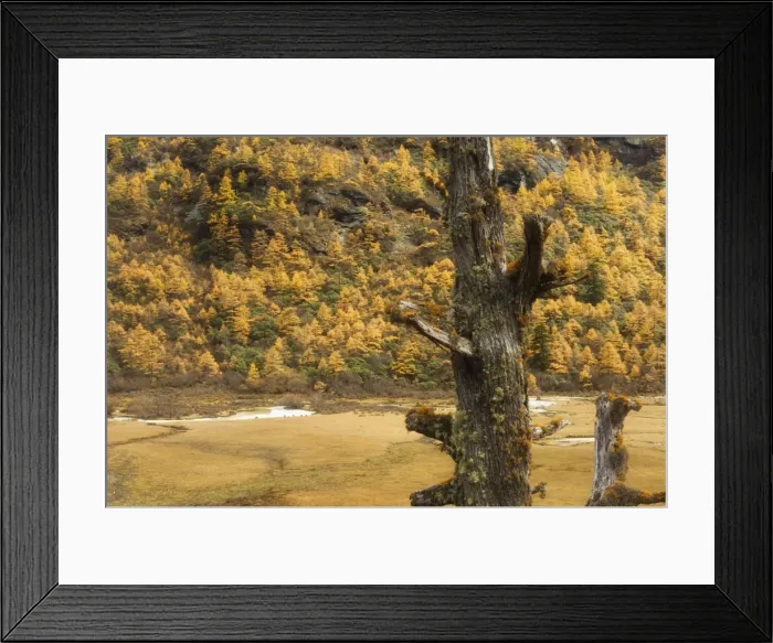Framed Print : Larches in autumn colours, Yading Nature Reserve, Sichuan Province, China, Asia Framed Print : Larches in autumn colours, Yading Nature Reserve, Sichuan Province, China, Asia