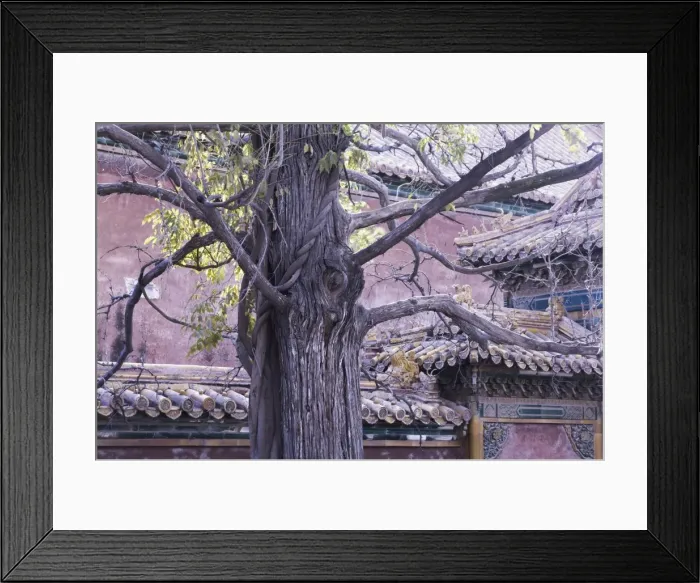 Framed Print : Tree and architectural detail, Forbidden City (Palace Museum), Beijing, China, Asia