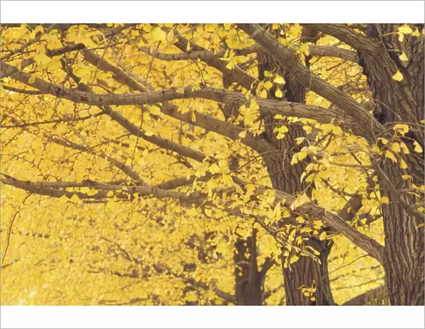 Gingko trees in autumn, Temple of Heaven Park, Beijing, China, Asia