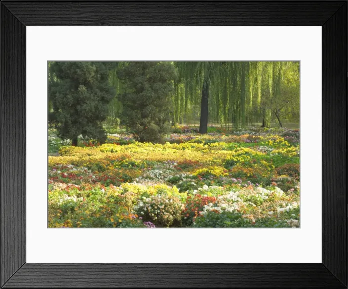 Framed Print : Field of flowers, Yiheyuan (Summer Palace), Beijing, China, Asia Framed Print : Field of flowers, Yiheyuan (Summer Palace), Beijing, China, Asia