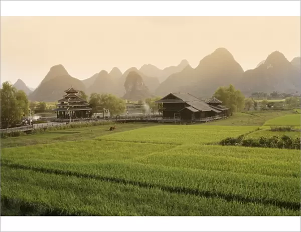 Rice fields, Yangshuo, Guangxu Province, China, Asia