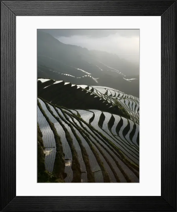 Framed Print : June sunrise, Longsheng terraced ricefields, Guangxi Province, China, Asia Framed Print : June sunrise, Longsheng terraced ricefields, Guangxi Province, China, Asia