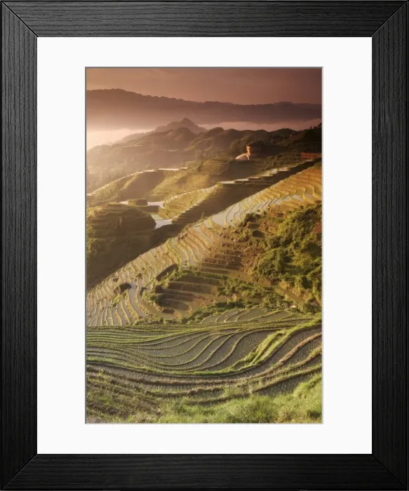 Framed Print : June sunrise, Longsheng terraced ricefields, Guangxi Province, China, Asia Framed Print : June sunrise, Longsheng terraced ricefields, Guangxi Province, China, Asia