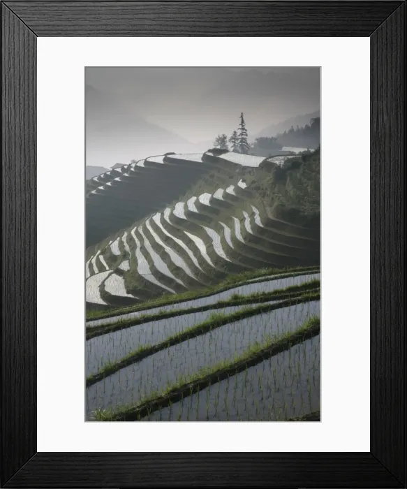 Framed Print : Longsheng terraced ricefields in June, Guangxi Province, China, Asia Framed Print : Longsheng terraced ricefields in June, Guangxi Province, China, Asia
