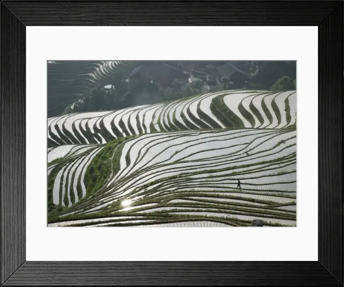Framed Print : Chinese farmer in ricefield in June, Longsheng terraced ricefields, Guangxi Province Framed Print : Chinese farmer in ricefield in June, Longsheng terraced ricefields, Guangxi Province