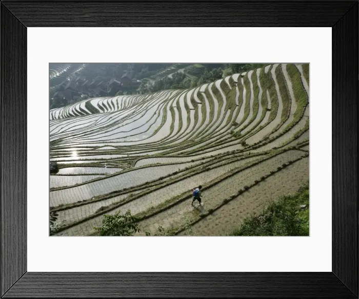Framed Print : Chinese farmer in ricefield in June, Longsheng terraced ricefields, Guangxi Province Framed Print : Chinese farmer in ricefield in June, Longsheng terraced ricefields, Guangxi Province