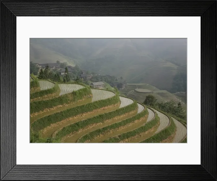 Framed Print : Longsheng terraced ricefields in June, Guangxi Province, China, Asia Framed Print : Longsheng terraced ricefields in June, Guangxi Province, China, Asia