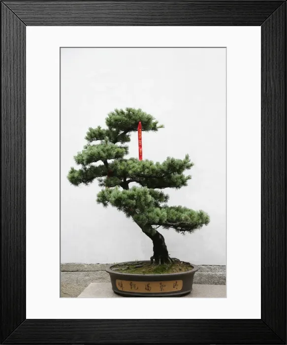 Framed Print : Tree with prayer ribbon, Jade Buddha temple, Shanghai, China, Asia Framed Print : Tree with prayer ribbon, Jade Buddha temple, Shanghai, China, Asia